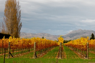 Marlborough Wine Region